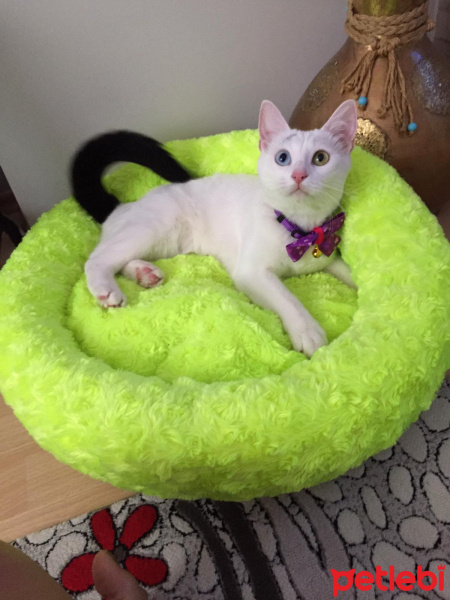 Van Kedisi, Kedi  Maya fotoğrafı