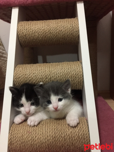 Scottish Fold, Kedi  mona-duman-tom-lisa-çako fotoğrafı