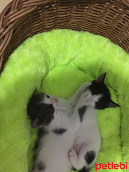 Scottish Fold, Kedi  mona-duman-tom-lisa-çako fotoğrafı