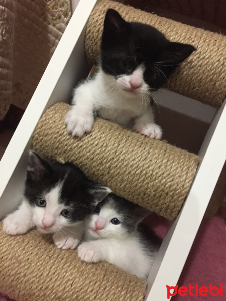 Scottish Fold, Kedi  mona-duman-tom-lisa-çako fotoğrafı