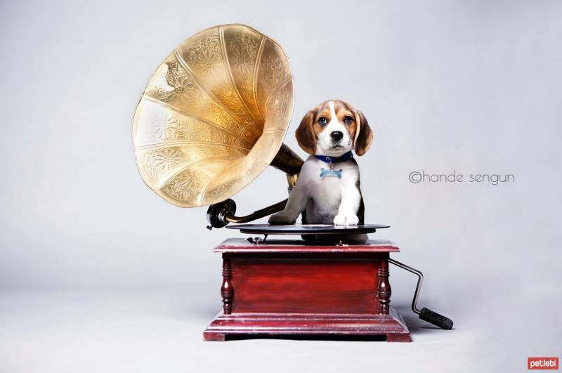 Beagle, Köpek  Foks fotoğrafı