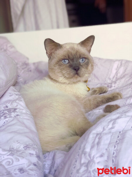 British Shorthair, Kedi  Sinba fotoğrafı