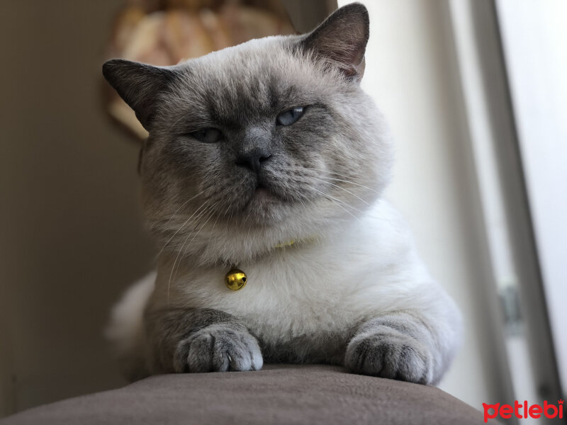 British Shorthair, Kedi  Sinba fotoğrafı