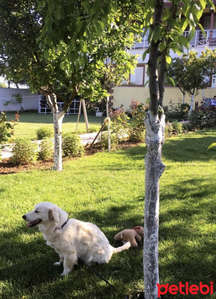 Golden Retriever, Köpek  Sufle (golden kırması) fotoğrafı