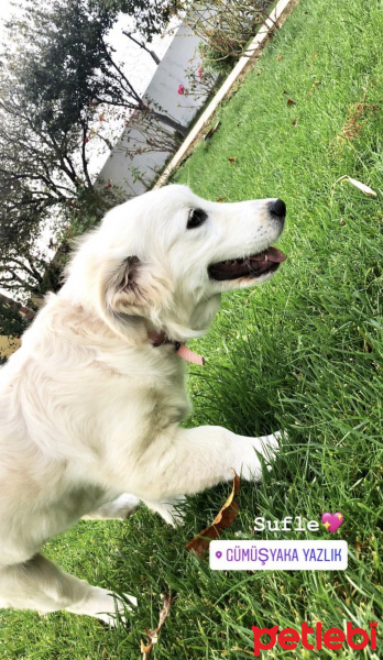 Golden Retriever, Köpek  Sufle (golden kırması) fotoğrafı