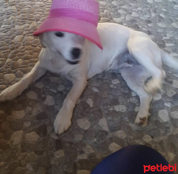 Golden Retriever, Köpek  Sufle (golden kırması) fotoğrafı