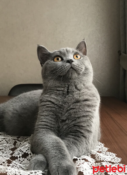 British Shorthair, Kedi  Lila fotoğrafı