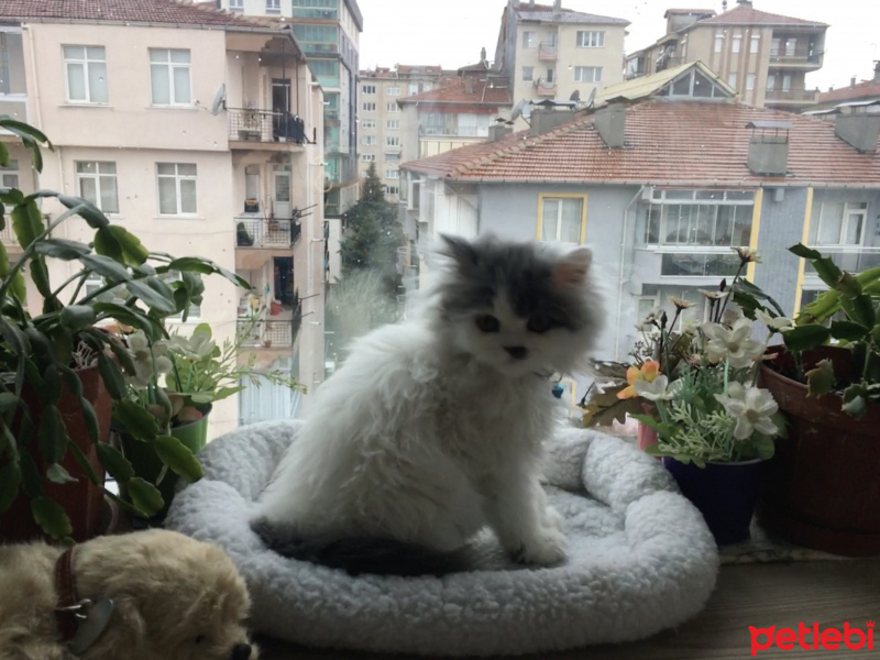 İran Kedisi (Persian), Kedi  Ceko fotoğrafı