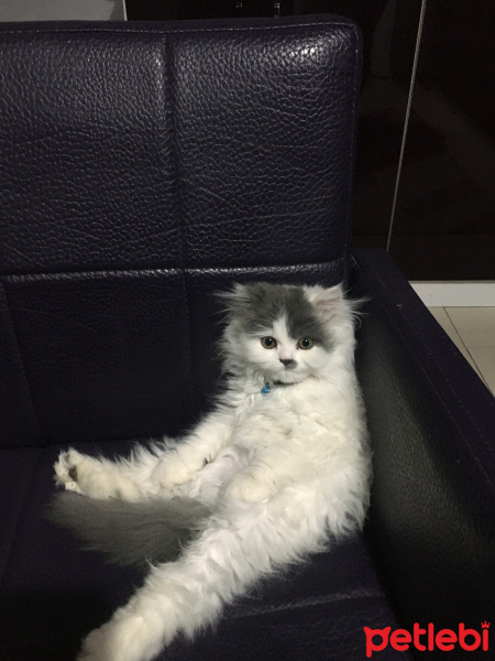 İran Kedisi (Persian), Kedi  Ceko fotoğrafı