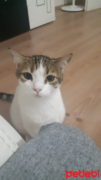 Tekir Kedi, Kedi  Cherry fotoğrafı