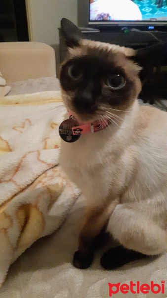 Siyam Kedisi, Kedi  Mişa fotoğrafı