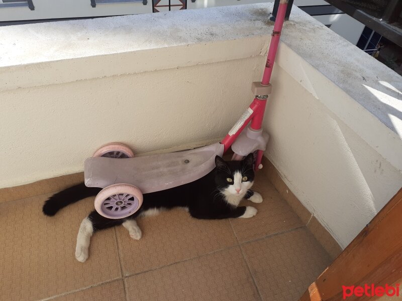 Tuxedo (Smokin) Kedi, Kedi  Ömür Can fotoğrafı