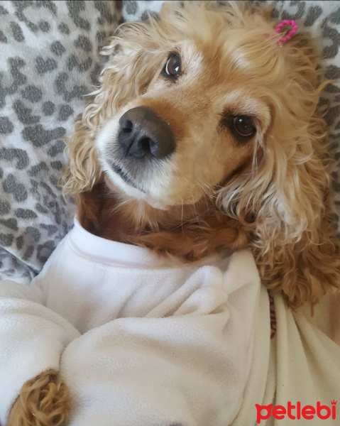 İngiliz Cocker Spaniel, Köpek  Honey fotoğrafı