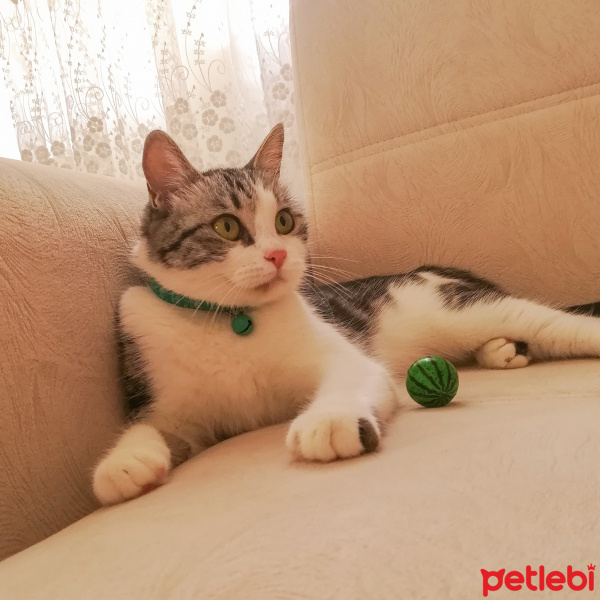 Tekir Kedi, Kedi  Eyşan fotoğrafı