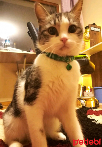 Tekir Kedi, Kedi  Eyşan fotoğrafı