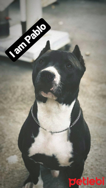 Amerikan Pitbull Terrier, Köpek  Pablo fotoğrafı