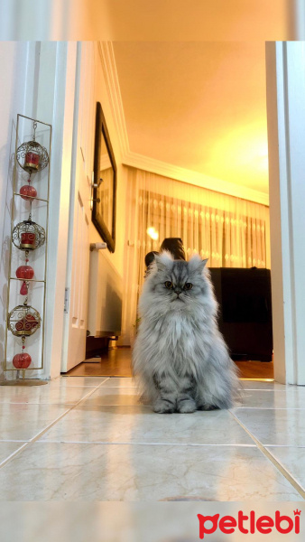 Chinchilla, Kedi  Mia fotoğrafı