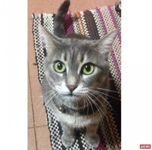 Tekir Kedi, Kedi  Zeyno fotoğrafı