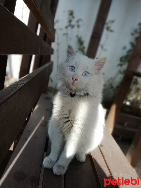 Ankara Kedisi, Kedi  Boncuk fotoğrafı