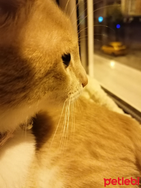 Sarman, Kedi  Prenses fotoğrafı