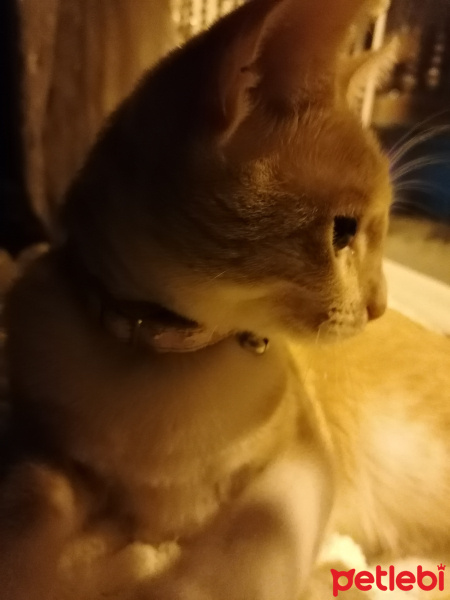 Sarman, Kedi  Prenses fotoğrafı