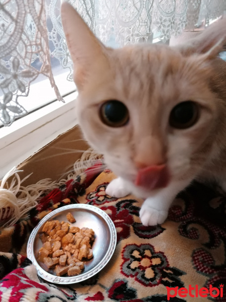 Sarman, Kedi  Prenses fotoğrafı