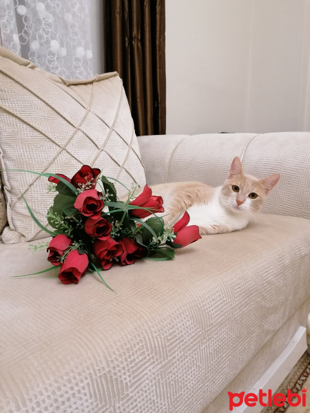 Sarman, Kedi  Prenses fotoğrafı