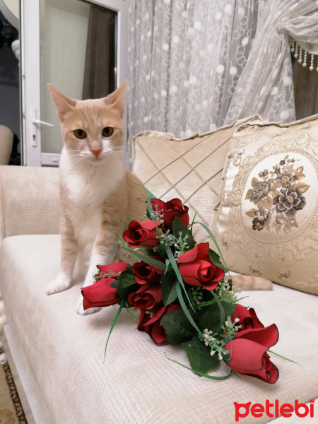 Sarman, Kedi  Prenses fotoğrafı
