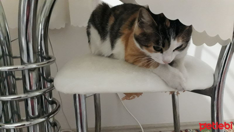 Tekir Kedi, Kedi  Renkli fotoğrafı