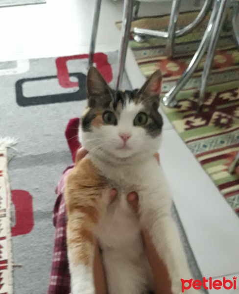 Tekir Kedi, Kedi  Renkli fotoğrafı