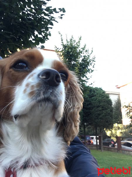 Cavalier King Charles Spanieli, Köpek  Efe fotoğrafı