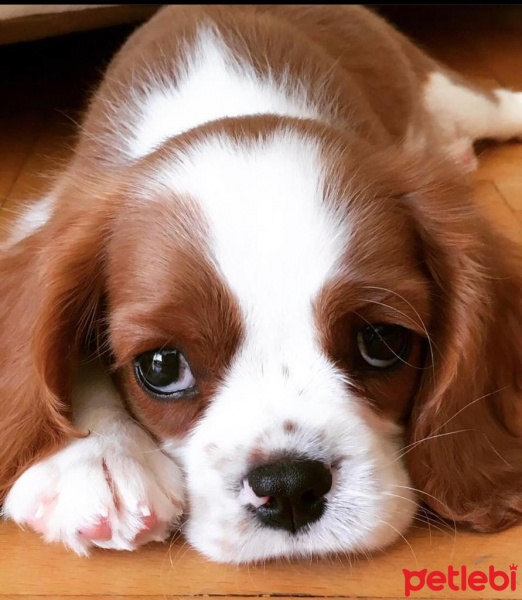 Cavalier King Charles Spanieli, Köpek  Efe fotoğrafı
