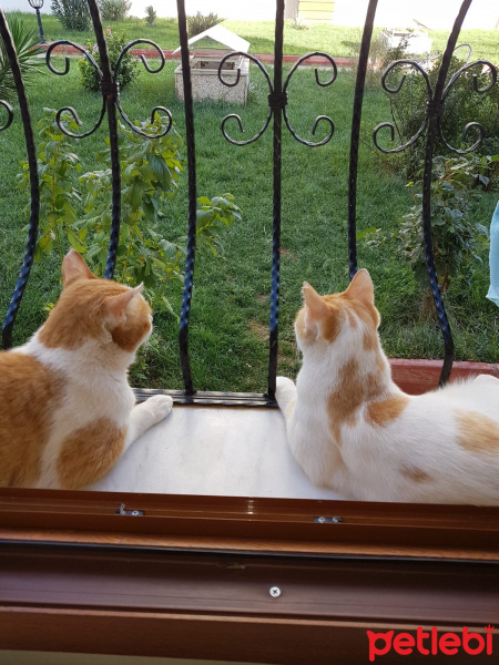 Sarman, Kedi  Çiko fotoğrafı