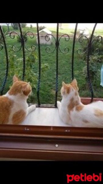 Sarman, Kedi  Çiko fotoğrafı