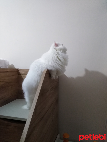 İran Kedisi (Persian), Kedi  Pamuk fotoğrafı
