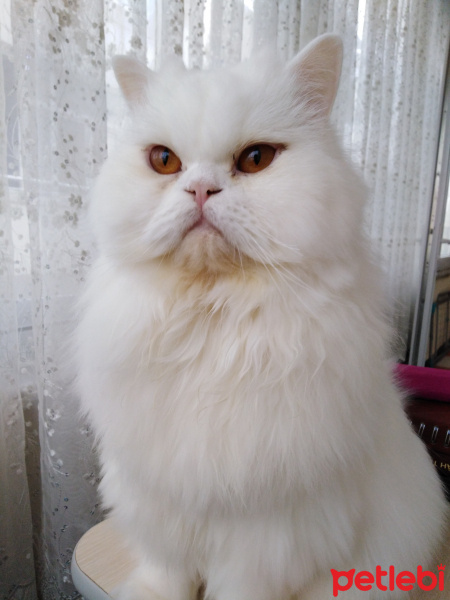 İran Kedisi (Persian), Kedi  Pamuk fotoğrafı