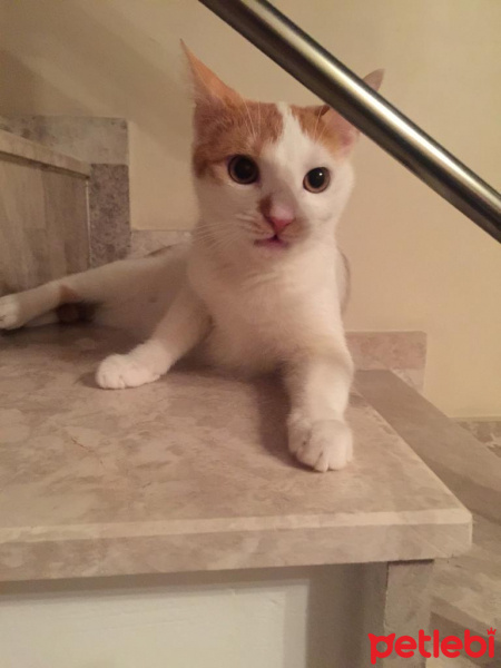 Tekir Kedi, Kedi  sutlu fotoğrafı