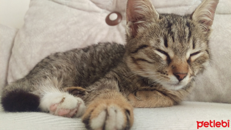 Tekir Kedi, Kedi  Latte fotoğrafı