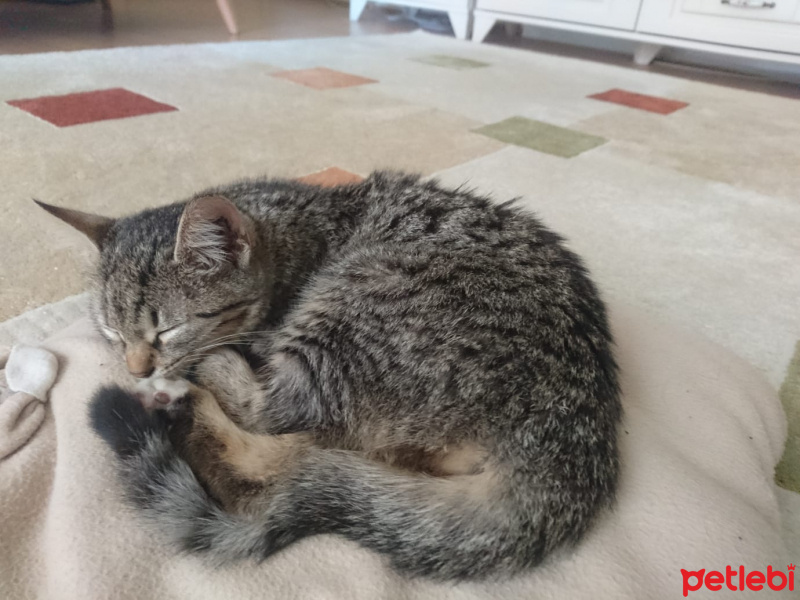 Tekir Kedi, Kedi  Latte fotoğrafı