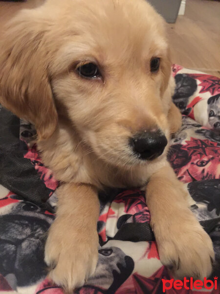 Golden Retriever, Köpek  Bal fotoğrafı