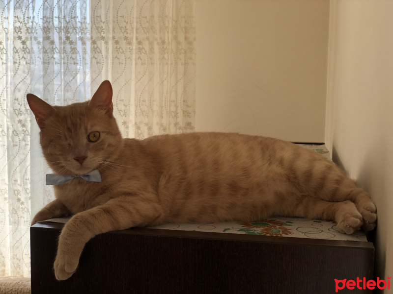 Sarman, Kedi  Dişe fotoğrafı