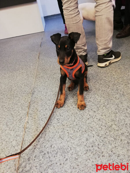 Doberman Pinscher, Köpek  şila fotoğrafı