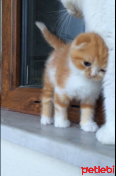 Tekir Kedi, Kedi  Tüylü fotoğrafı