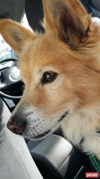 Pappilon, Köpek  Dazy fotoğrafı
