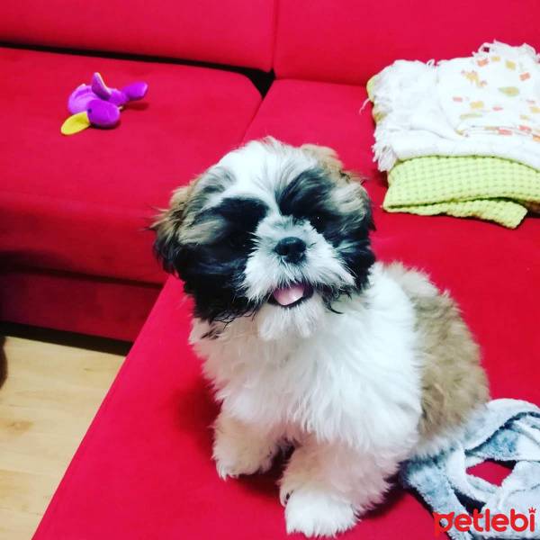 Shih Tzu, Köpek  PonçiK fotoğrafı