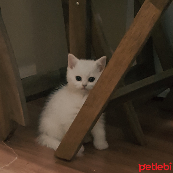 British Shorthair, Kedi  Luna fotoğrafı