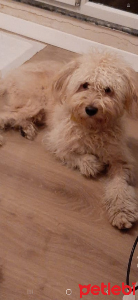 Poodle(Standart Kaniş), Köpek  Leo fotoğrafı