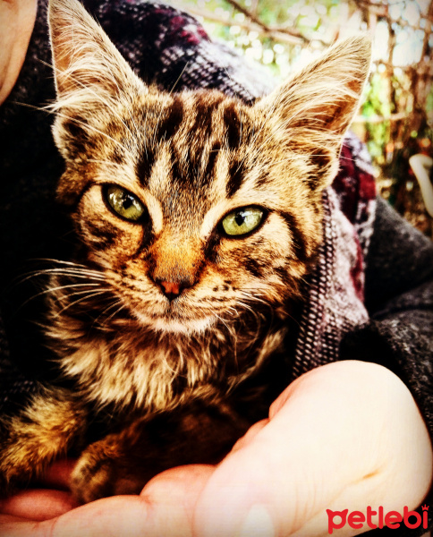 Tekir Kedi, Kedi  Cake fotoğrafı