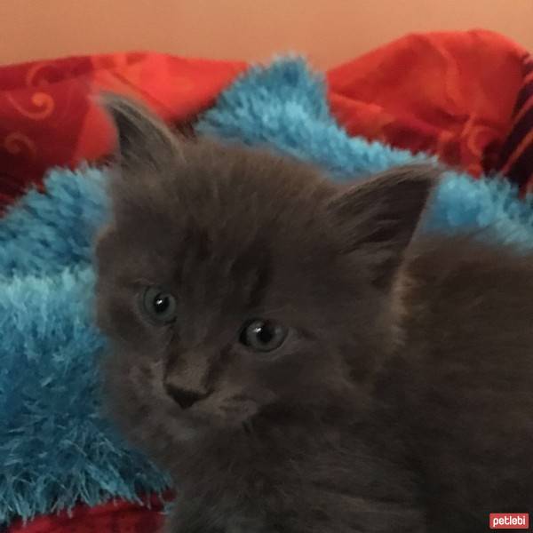 Nebelung, Kedi  Duman fotoğrafı