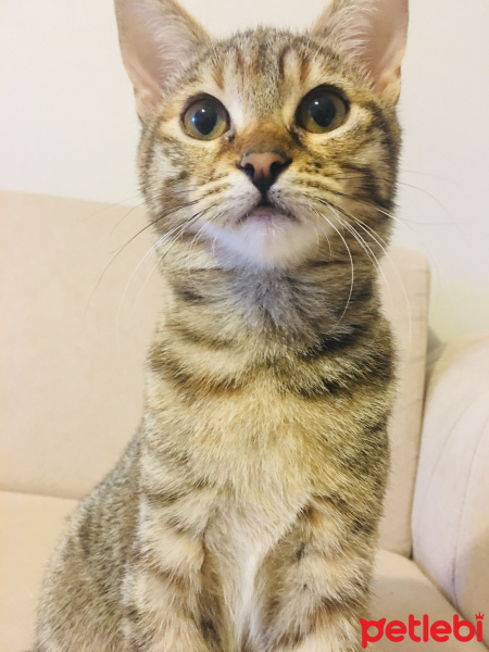 Tekir Kedi, Kedi  Naz fotoğrafı